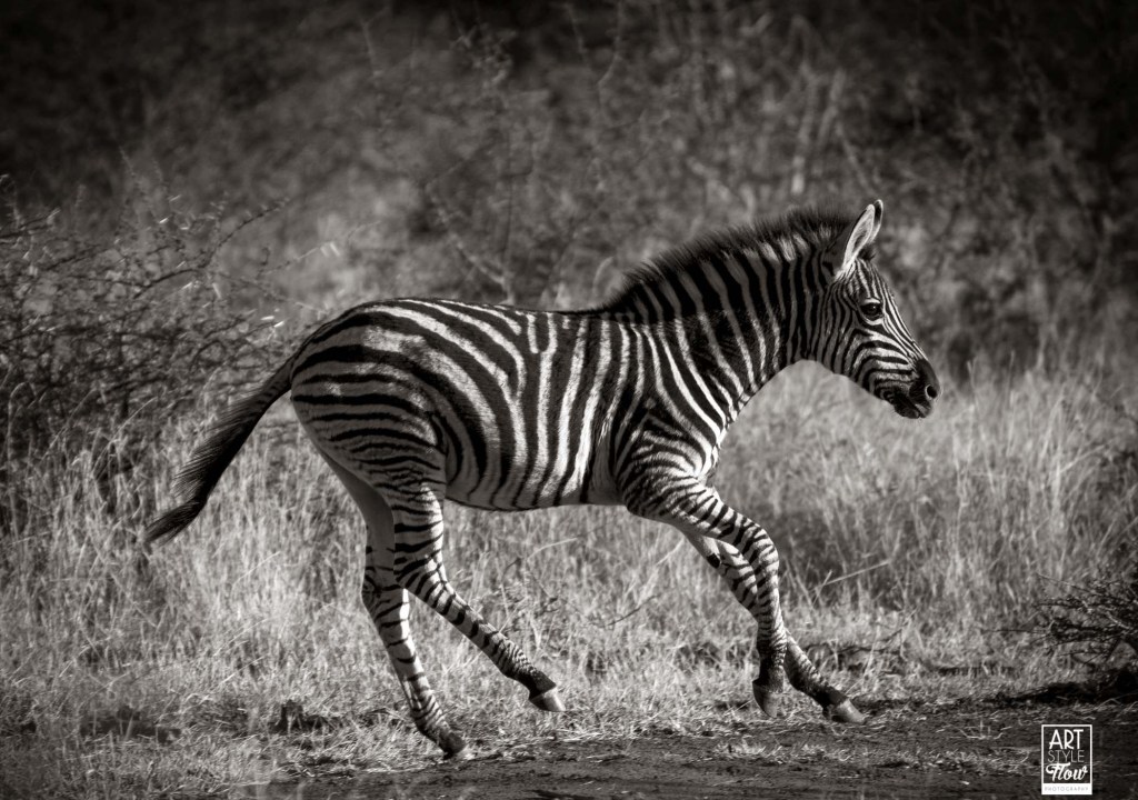 Zebra_safari_africa_birding_wildlife_artstyleflow_ronbwilson_madikwe_travel_photography