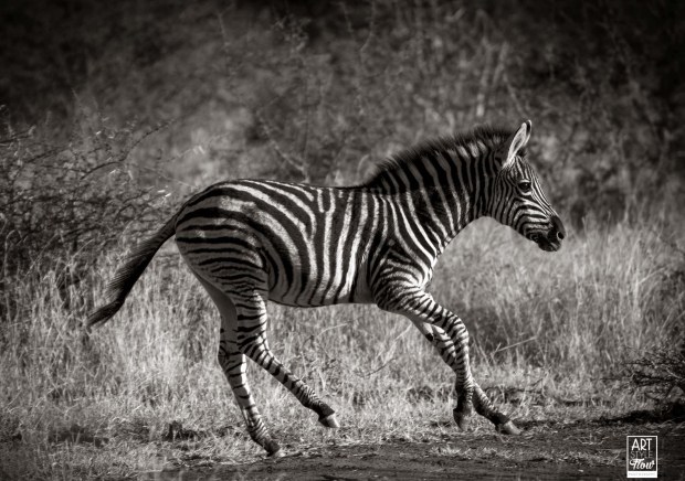 Zebra_safari_africa_birding_wildlife_artstyleflow_ronbwilson_madikwe_travel_photography