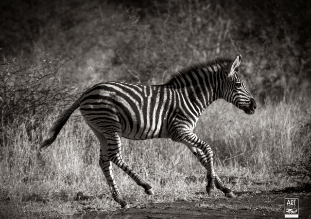 Zebra_safari_africa_birding_wildlife_artstyleflow_ronbwilson_madikwe_travel_photography