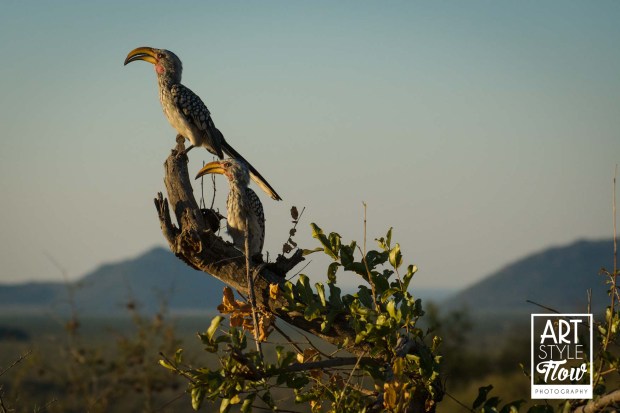 yellobill_safari_africa_birding_wildlife_artstyleflow_ronbwilson_madikwe_travel_photography